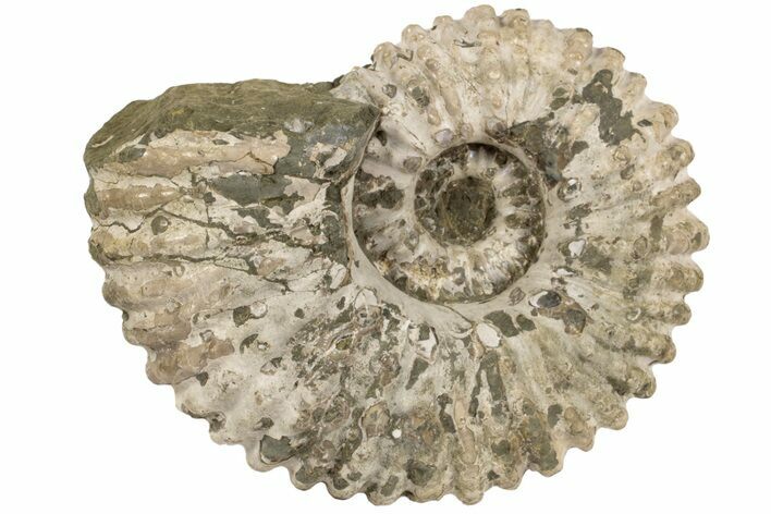 Bumpy Ammonite (Douvilleiceras) Fossil - Madagascar #200346
